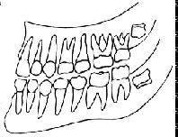 A saúde bucal da criança e do adulto 1. Incisivo central inferior 2. Incisivo lateral inferior 3. Incisivo central superior 4. Incisivo lateral superior 5. Primeiros molares 6. Caninos 7.