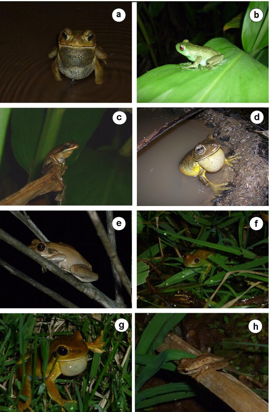 Anurans of anthropogenic areas and remnants of Semideciduous Forest in Brazil 547 Figure 2. Some of the anuran species recorded for western Paraná, Brazil.