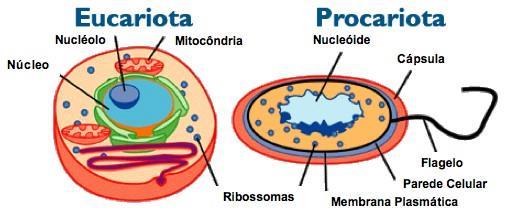 Tipos de células e membrana plasmática 16/20 abr RESUMO TIPOS DE CÉLULAS As células, estudadas no campo da Citologia, são a unidade básica da vida.