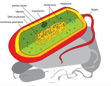 De modo geral, são estruturas microscópicas, delimitadas pela membrana plasmática, e dotadas de um metabolismo próprio, capazes de se reproduzir.