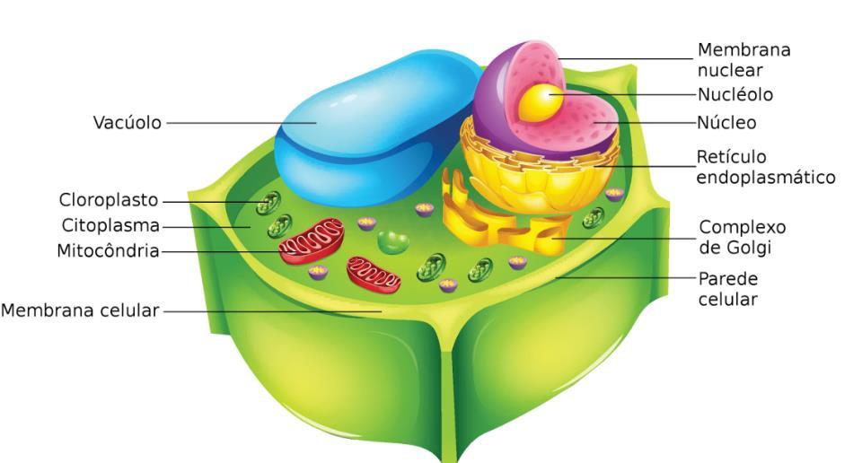 animais) Vacúolo e parede celular de celulose (células vegetais) Colesterol na membrana plasmática (célula animal) Mitocôndria