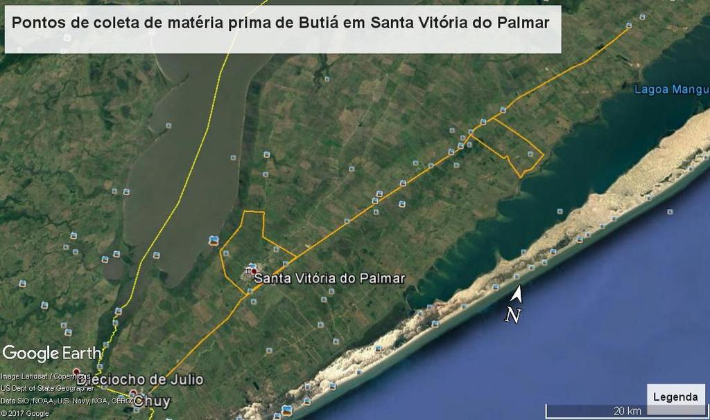 Localização do Butia odorata: Sul do Brasil e sudeste do Uruguai.