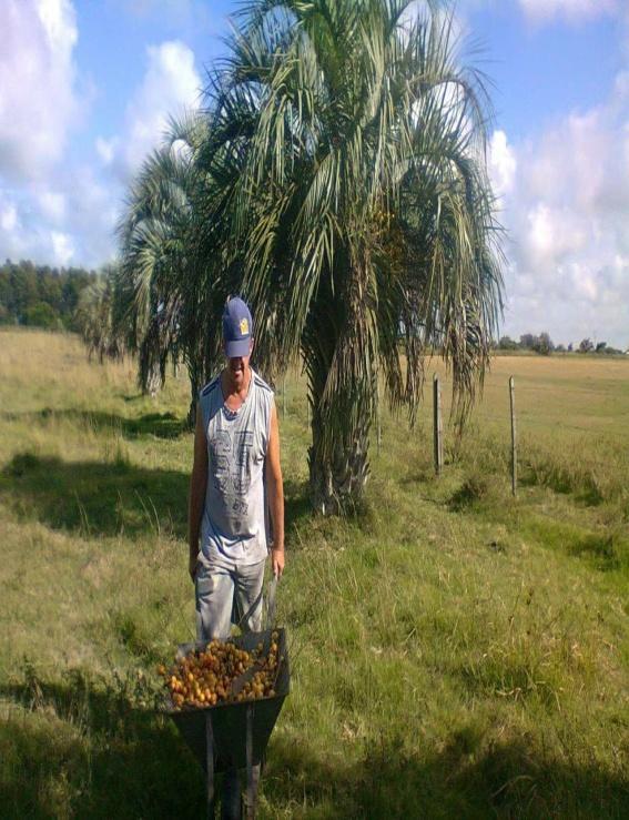 do consumo do fruto do butiá (culinária); -