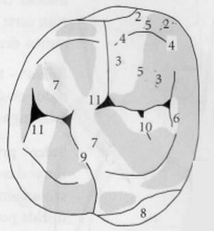 6 C) Epitélio Juncional. D) Epitélio Oral. Na figura abaixo temos uma representação em detalhes anatômicos da coroa dental. Com base nela responda as questões 13 e 14.
