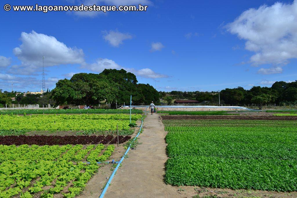 39 Imagem 10: Horta Comunitária Fonte: Lagoa Nova Destaque C3 ATIVIDADES ECONÔMICAS 1 FRUTICULTURA Em