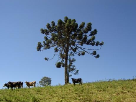 socioeconômicos e ambientais das