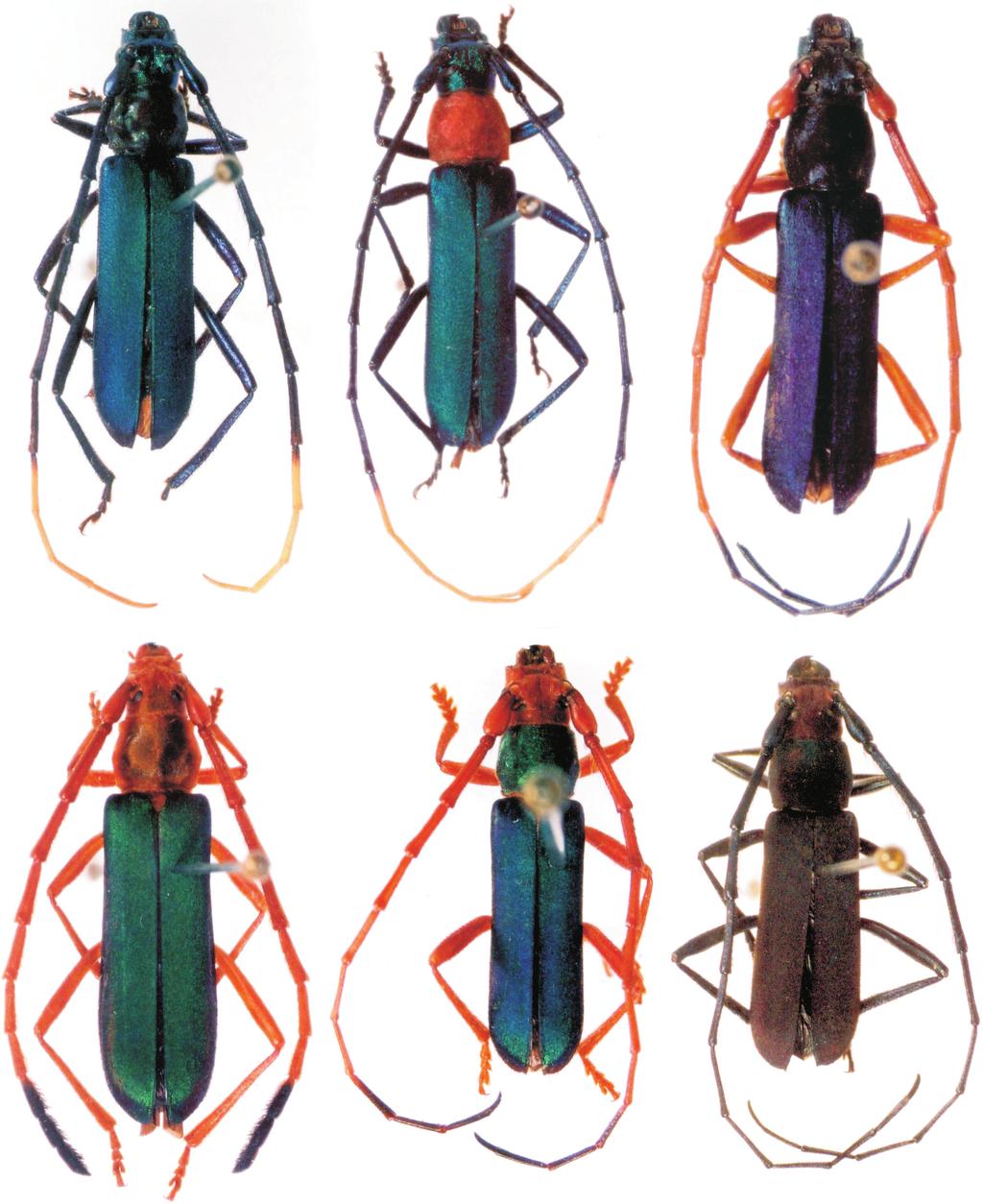 Revisão do gênero Aglaoschema... 801 1 4 2 3 5 6 Figuras 1-6. (1) Aglaoschema albicorne, macho de Pucallpa, Peru, comprimento 10,5 mm; (2) A.