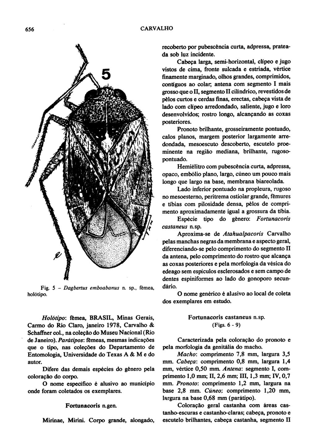 656 CARVALHO I Fig. holotipo. 5 - Dagbertus emboabanus n. sp., femea, recoberto por pubesc-ncia curta, adpressa, prateada sob lz incidente.