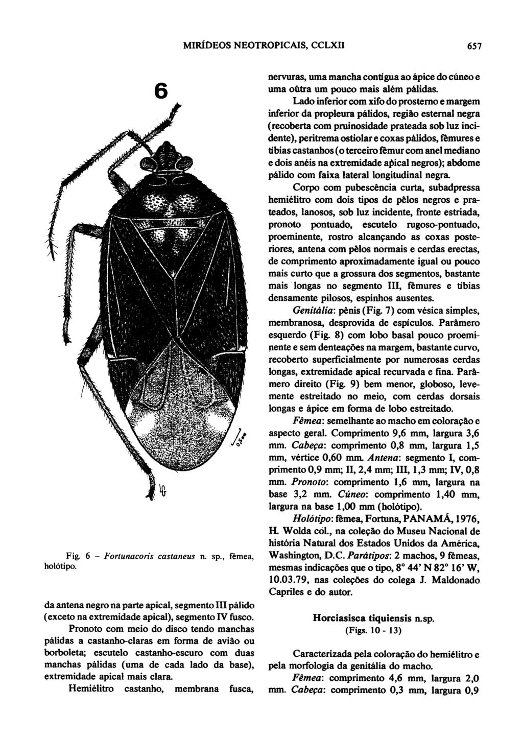 MIRIDEOS NEOTROPICAIS, CCLXII 657 I.. S \I 6 in-4 Fig. 6 - Fortunacoris castaneus n. sp., fmea, hol6tipo.