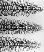 Temperatura Crescimento da Fase Sólida Dendritic structure in a directionally solidified transparent organic system, succinonitrile-4.