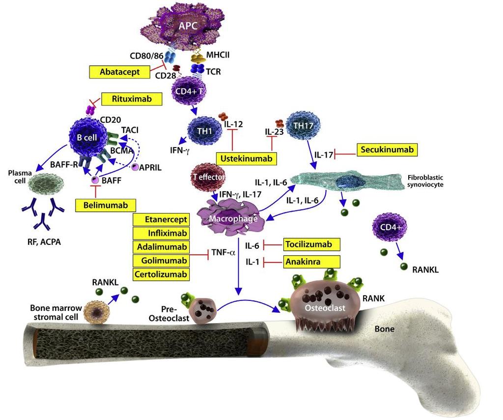 FIGURA 1. MEDICAMENTOS BIOLÓGICOS PARA AS DOENÇAS REUMÁTICAS E SEUS ALVOS. Fonte: HER & KAVANAUGH, 2016.