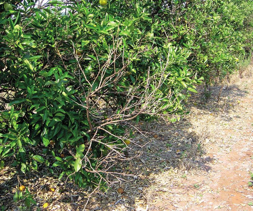 A infestação nos pomares pode ocorrer o ano todo, com tendência de crescimento a partir de abril, durante a seca, quando as plantas apresentam estresse hídrico.