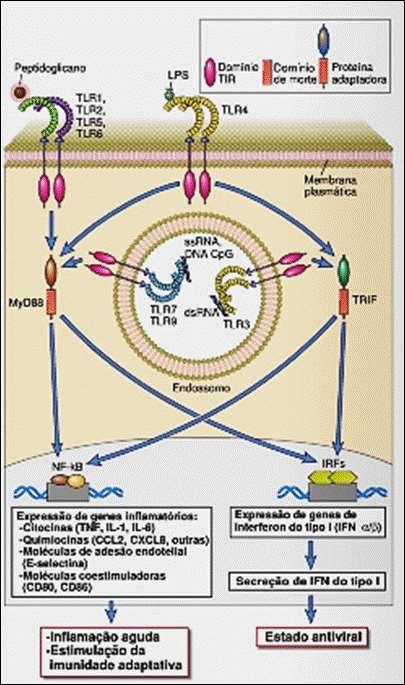 Reconhecimento de Microrganismos (PAMPs) por receptores (PRRs) situados em Cels.