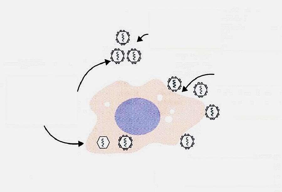 Anticorpos:- Bloqueio da Adsorção Viral (Neutralização) > Fagocitose Anticorpos + Ags virais + S.