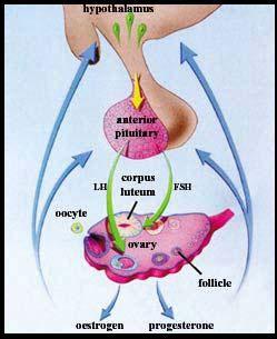 Sangramento uterino normal Menstruação: sangramento que ocorre após