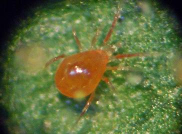 Tetranychus -Consome outros ácaros e insetos - Presente em altas infestações - Presente mesmo sem rajado de rajado A