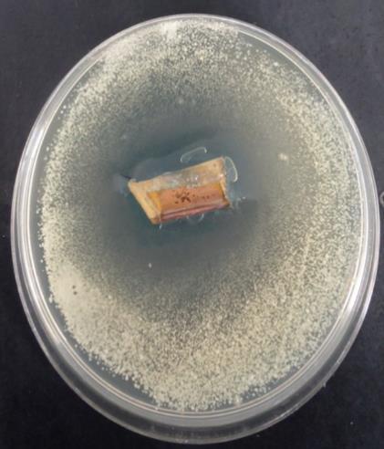 equipamentos onde não se deseja que aconteça a contaminação por levedura Saccharomyces cerevisiae Figura 2- Placa de Petri com formação do halo devido à presença do bronze.