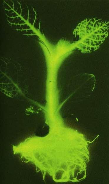 Fazer uma molécula de DNA recombinante Planta de