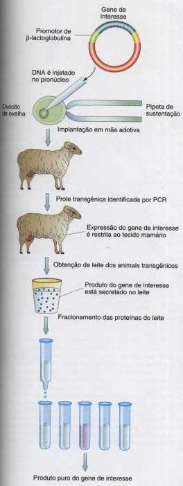 Aplicações da tecnologia do DNA recombinante Animal transgênico