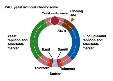 Vetores de clonagem YAC (Yeast Artificial Chromosome) - cromossomo artificial que contém telômeros, origem de