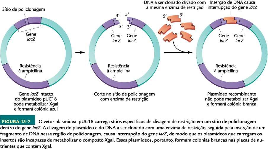 Ligação - a molécula de DNA purificado é ligada a um vetor de clonagem (plasmídeo,