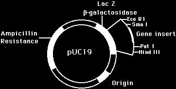 recombinantes