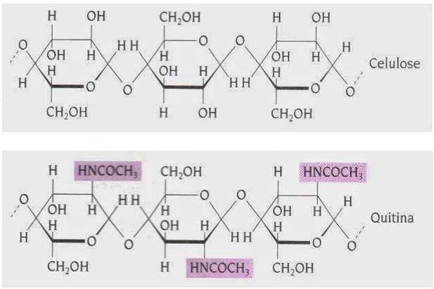25 Figura 2 Diferença nas estruturas da Celulose e da Quitina Fonte: Produzido pela autora 4.4.1.