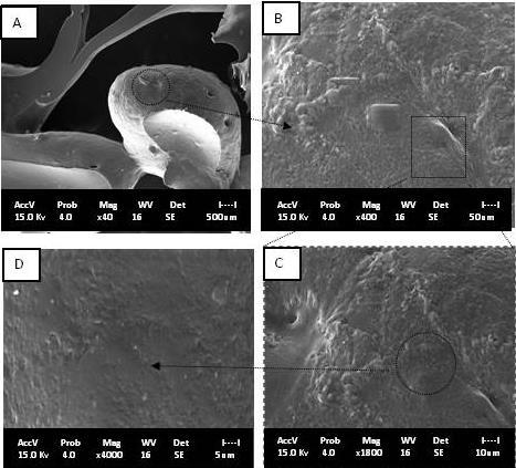 47 6.2 Microscopia Eletrônica de Varredura (MEV) A figura 8 apresenta as imagens da superfície das esferas de quitosana/pva antes da adsorção da cisplatina.