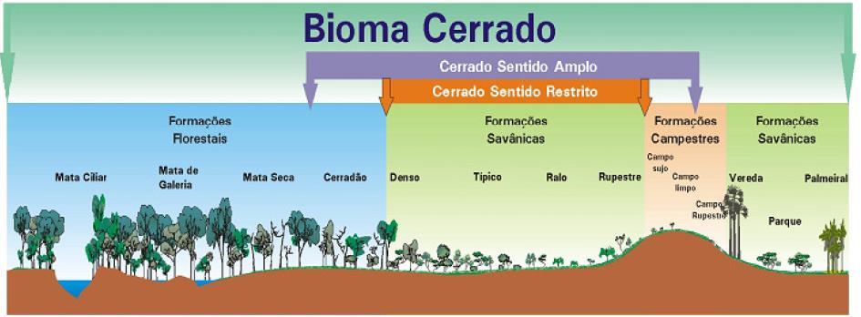 Fitofisionomias O Cerrado apresenta diversas definições sobre os seus conceitos e
