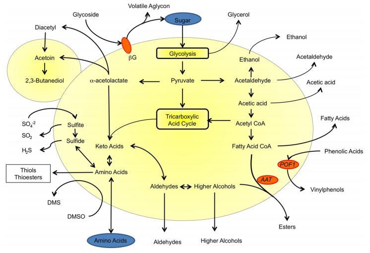 DEQUI / UFRGS Caroline Wuttke 11 Figura 6 - Esquema simplificado resumindo as principais vias metabólicas ligadas à modulação do sabor da cerveja realizada por Saccharomices cerevisae.