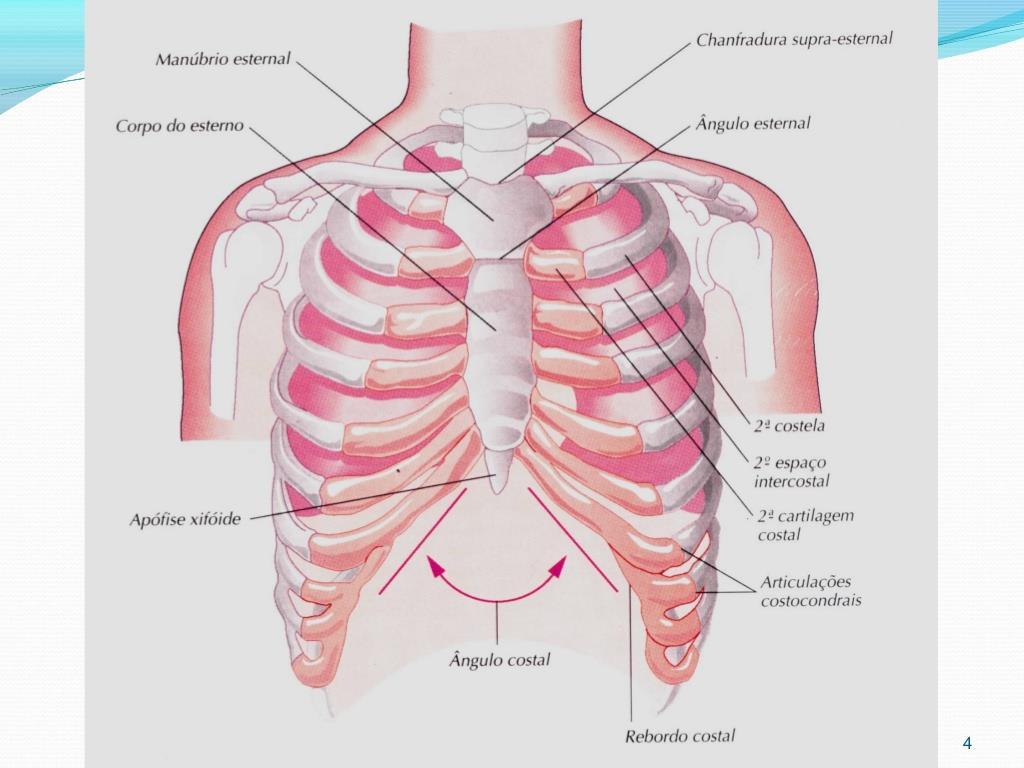 Tórax e pulmões Articulação: 1 7