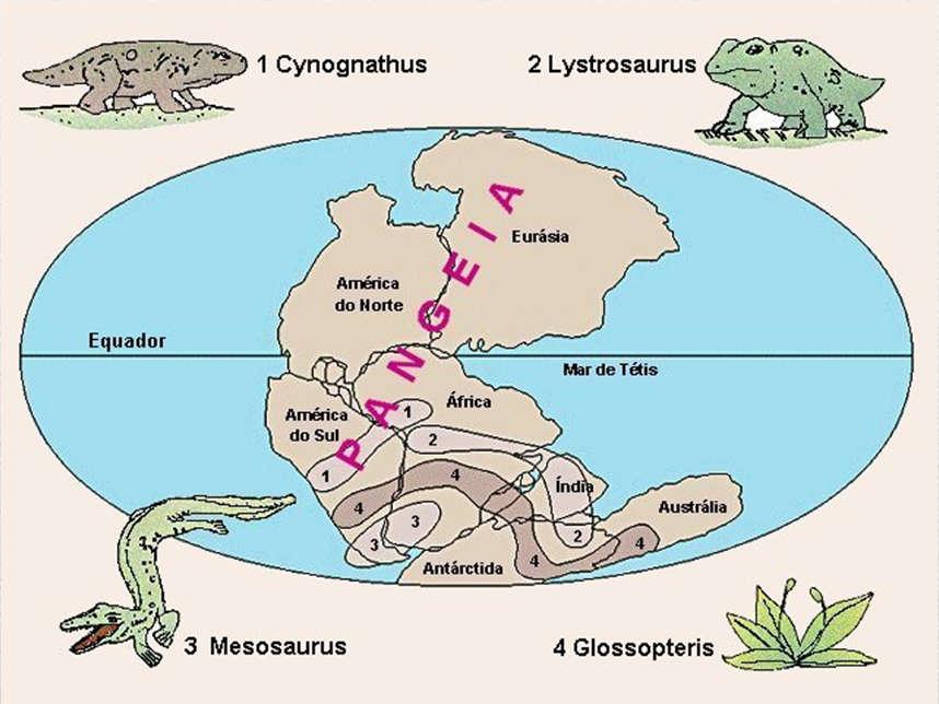 sulamericana e africana; Fósseis idênticos na