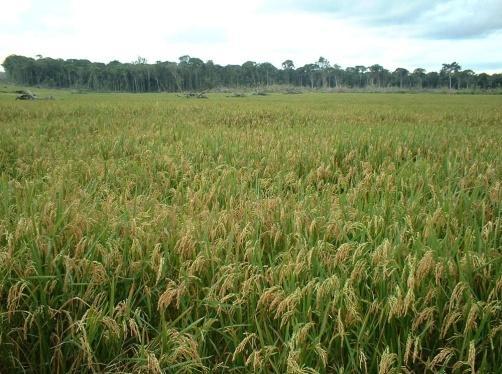 Apoio ao desenvolvimento da Rizicultura Contribuir para o aumento da competitividade da cadeia produtiva do arroz Instituições Executoras Brasileiras ABC- Agência Brasileira de Cooperação EMBRAPA
