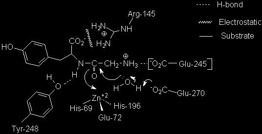 exemlos que estudaremos dentro da disciplina Exemplo: a enzima carboxipeptidase