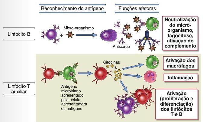 Classe de linfócitos Questions & feedback?