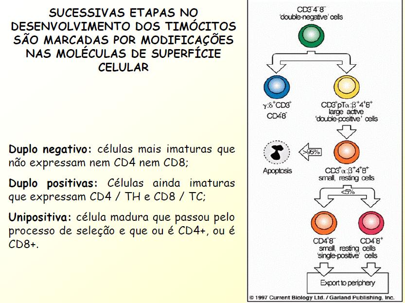 Desenvolvimento dos Linf. T Questions & feedback?