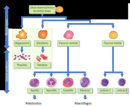 Origem Todos os elementos celulares do sangue, incluindo as células do sistema imune, derivam das células tronco hematopoiéticas pluripotentes da medula óssea.