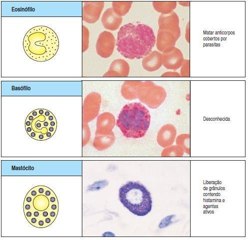 Células do sistema imune - Importantes na respostas contra helmintos e doenças alérgicas.