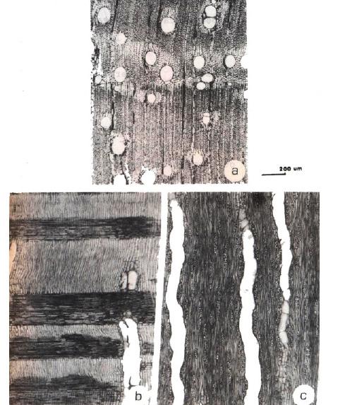 Anatomia da madeira e casca do maricá Mimosa bimucronata (dc.).