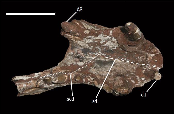Descrição comparativa Figura 16. Região sinfiseal da mandíbula de Campinasuchus dinizi (espécime ainda não descrito), em vista oclusal.