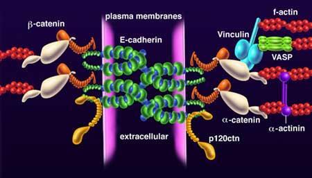 Moléculas de Adesão Celular (CAMs) - Proteínas transmembranas.