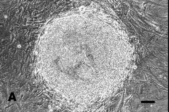Biologia Celular Embryonic