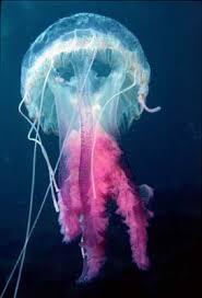 CNIDÁRIOS Cnidaria é um filo de animais aquáticos, agrupando os organismos conhecidos pelo nome comum de cnidários, entre os quais as medusas e as alforrecas (ou águas-vivas), as caravelas, as