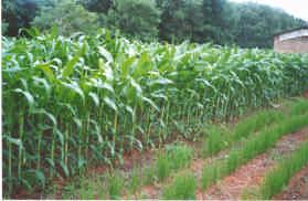 de plantas (Fig. 2). Fig. 2. Estande inicial da cultura do milho em plantio direto sobre a palhada de mucuna preta, Rio Branco, AC.
