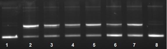 126 Só DNA Fe(II) + AC +AC +AC +AC +AC Só AC 20 μm 10 μm 20 μm 40 μm 60 μm 80 μm 80 μm Figura 44.