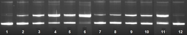 128 pele (148). Baer-Dubowska e colaboradores (1998) mostraram que o AT diminuiu a ligação do DMBA ao DNA em pele, pulmão e estômago de ratos (148). Andrade Jr.