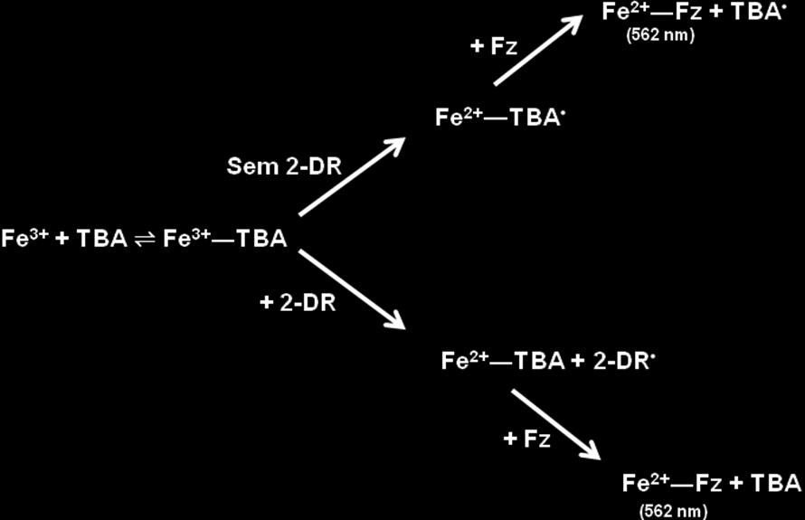 74 primeiro, formando uma espécie radicalar do TBA (TBA ) e o íon ferroso. Esse íon reage com a ferrozina para formar um complexo com pico de absorção em 562 nm.