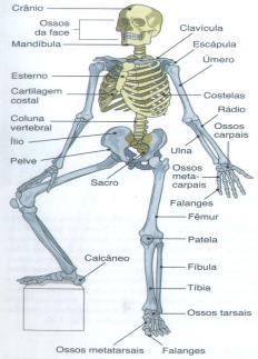 O corpo ativo: a estrutura O movimento começa com o esqueleto (articulações); 206 ossos estabilizam os músculos e protegem orgãos vitais; Coluna vertebral