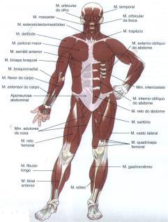 O corpo ativo: a potência Movimento é produzido por seleção de músculos; Corpo humano tem mais de 600 músculos (40% peso corporal); Contração muscular