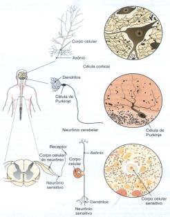 O corpo ativo: o controle Sistema nervoso é o comando central para o movimento; Cérebro, medula espinal e complexa rede de nervos periféricos;